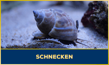 Schnecke